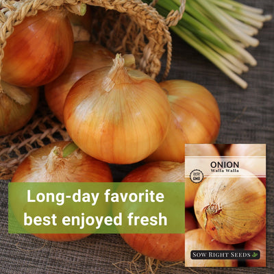 walla walla onion seeds long day favorite best enjoyed fresh