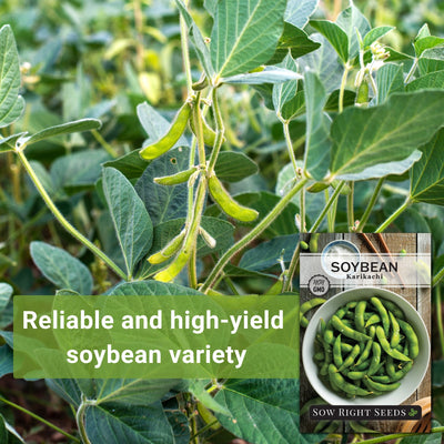 karikachi soybean seeds reliable and high yield soybean variety