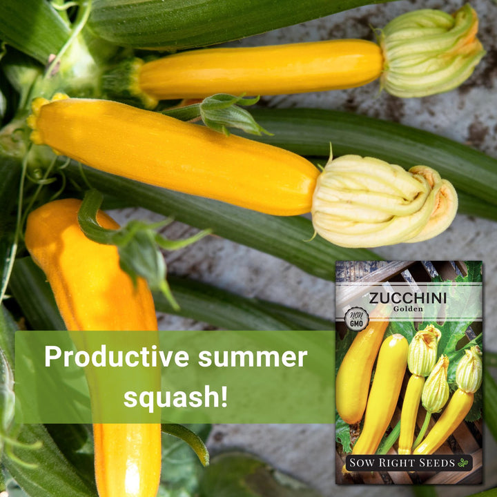 Golden Zucchini Seeds for Planting | Tasty Yellow Squash – Sow