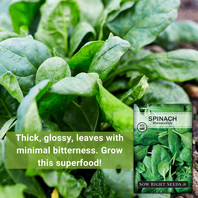 bloomsdale spinach thick glossy leaves with minimal bitterness grow this superfood