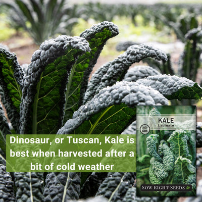 lacinato kale dinosaur or tuscan kale is best when harvested after a bit of cold weather