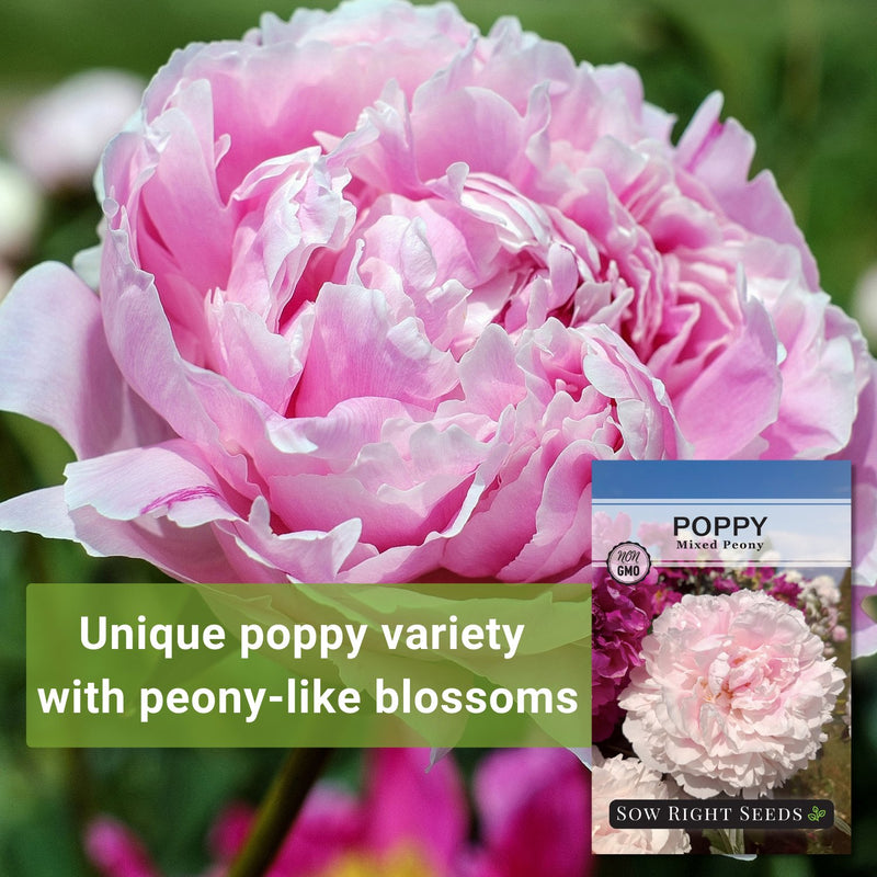 mixed peony poppy seeds unique poppy variety with peony-like blossoms