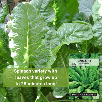 giant noble spinach seeds spinach variety with leaves that grow up to 25 minutes long