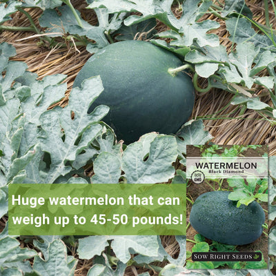 black diamond watermelon seeds huge watermelon that can up to 45-50 pounds