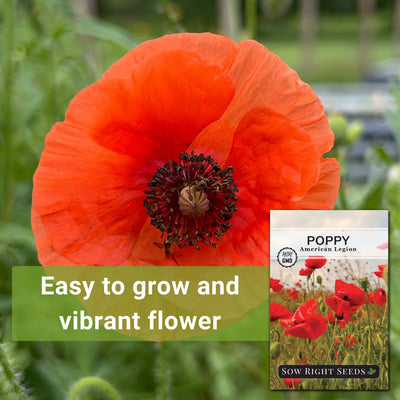 american legion poppy seeds easy to grow and vibrant flower