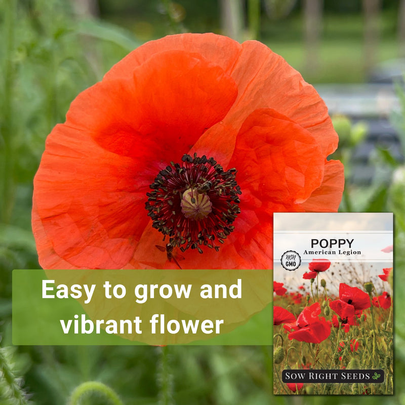 american legion poppy seeds easy to grow and vibrant flower