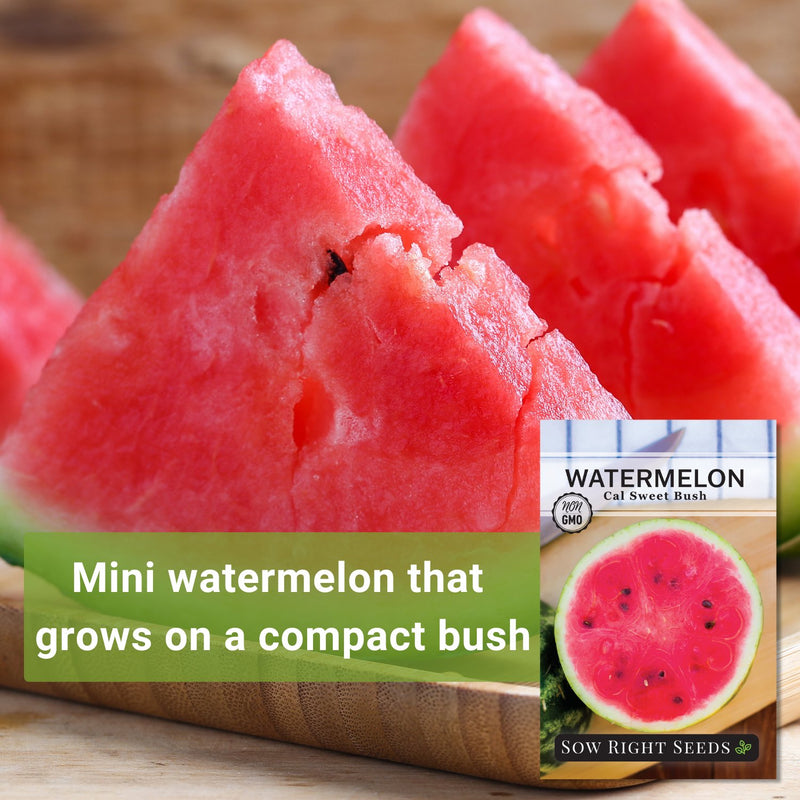 cal sweet bush watermelon seeds mini watermelon that grows on a compact bush