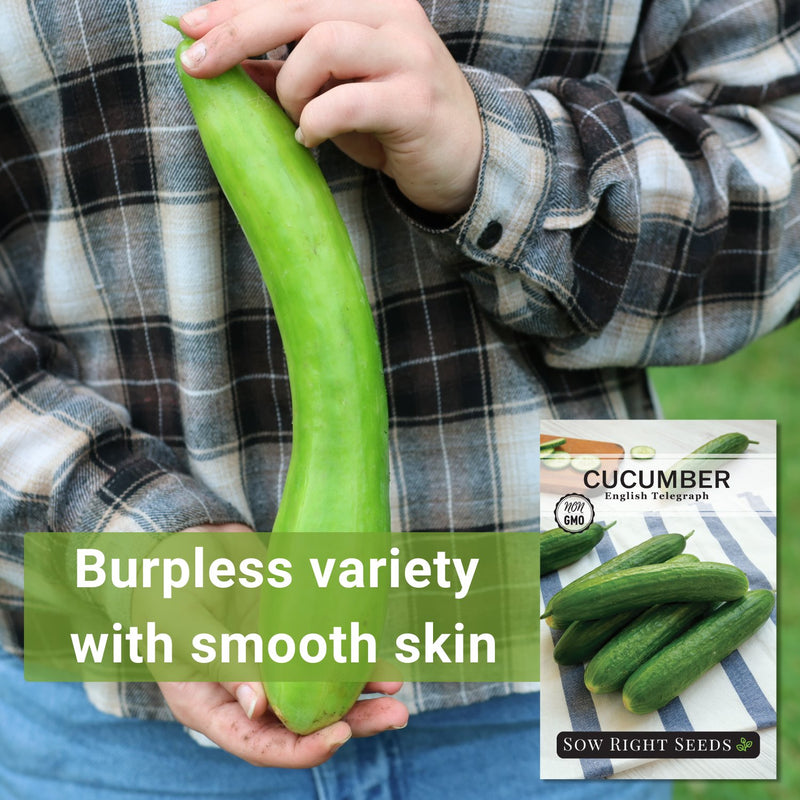 english telegraph cucumber seeds burpless variety with smooth skin