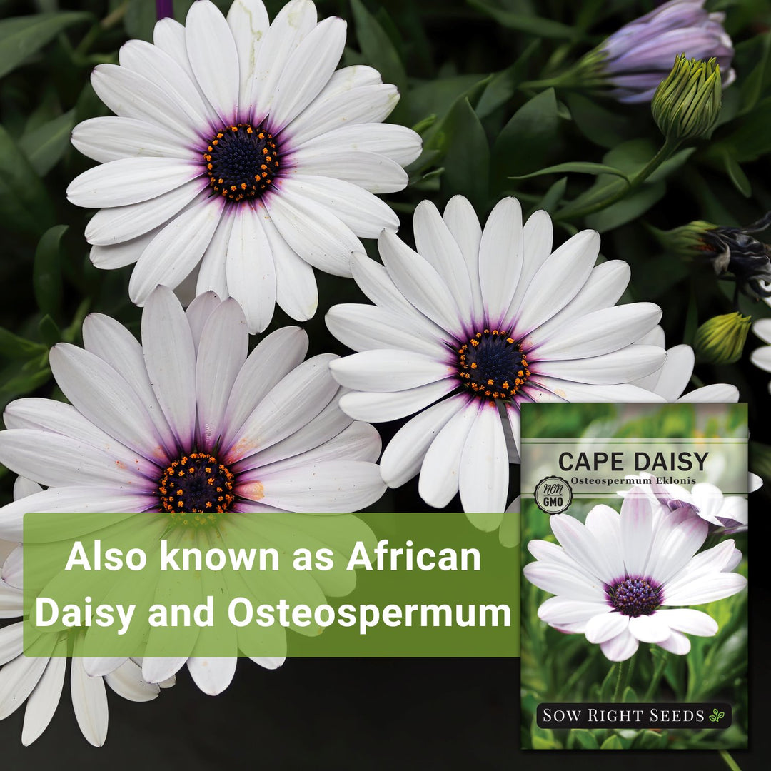 planting african daisy seeds Cape Daisy Seeds for Planting
