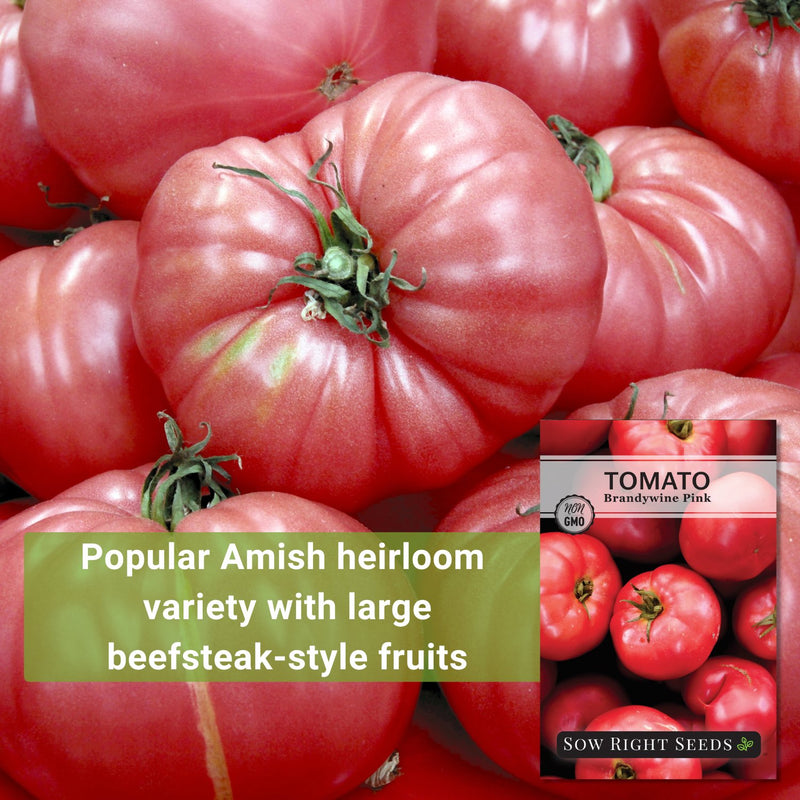 brandywine pink tomato seeds popular amish heirloom variety with large beefsteak style fruits