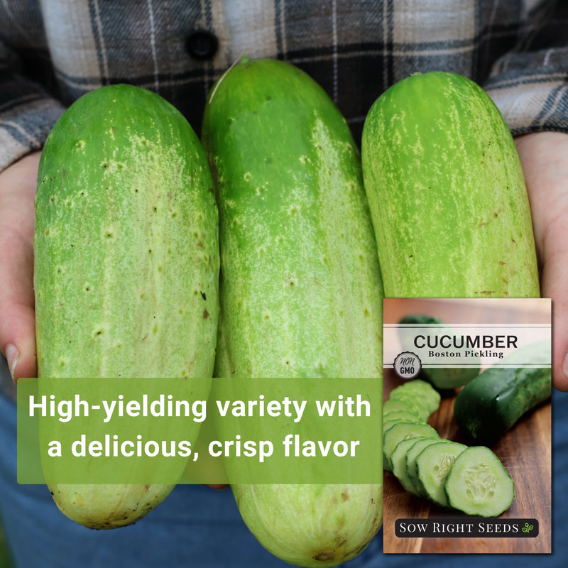 boston pickling cucumber seeds high-yielding variety a delicious crisp flavor