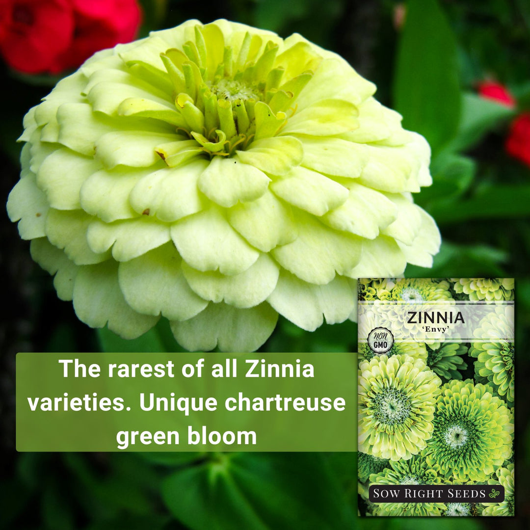 Envy Zinnia | Rare Green Annual Flower Seeds – Sow Right Seeds, image size:1080x1080
