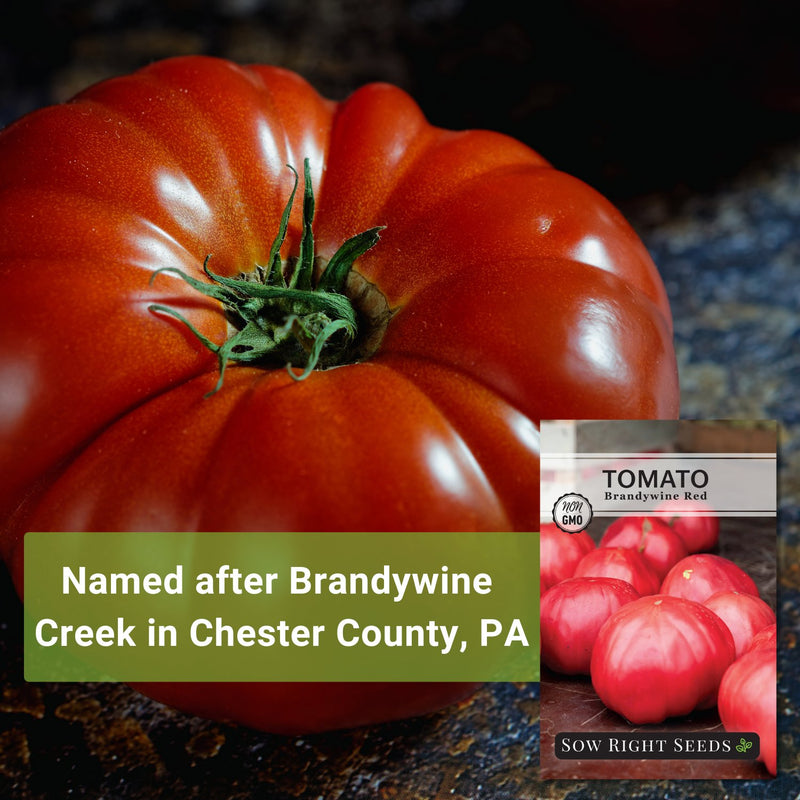 brandywine red seeds named after brandywine creek in chester county pa