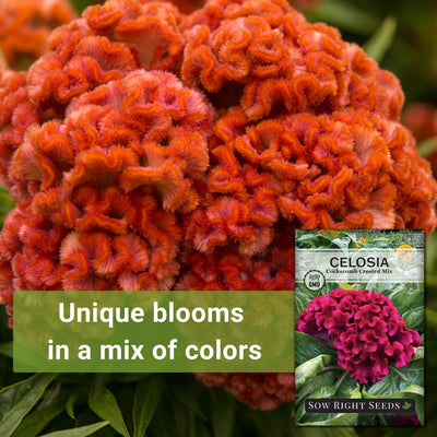 Cockscomb Crested Mix Celosia Seeds