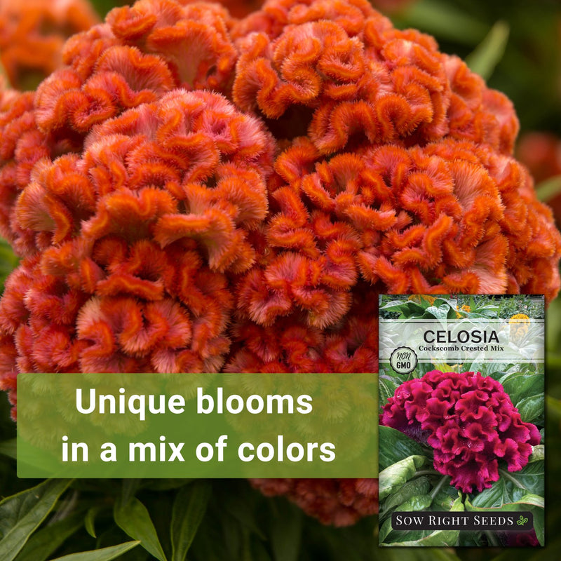 Cockscomb Crested Mix Celosia Seeds
