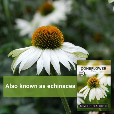 white coneflower seeds also known as echinacea
