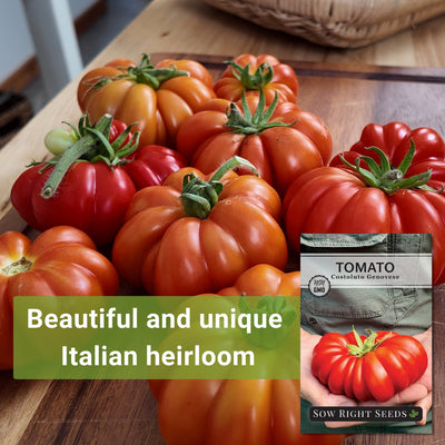 costoluto genovese tomato seeds beautiful and unique italian heirloom