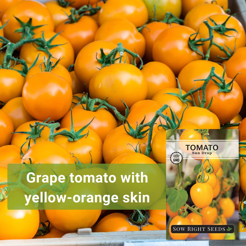 sun drop tomato seeds grape tomato with yellow-orange skin
