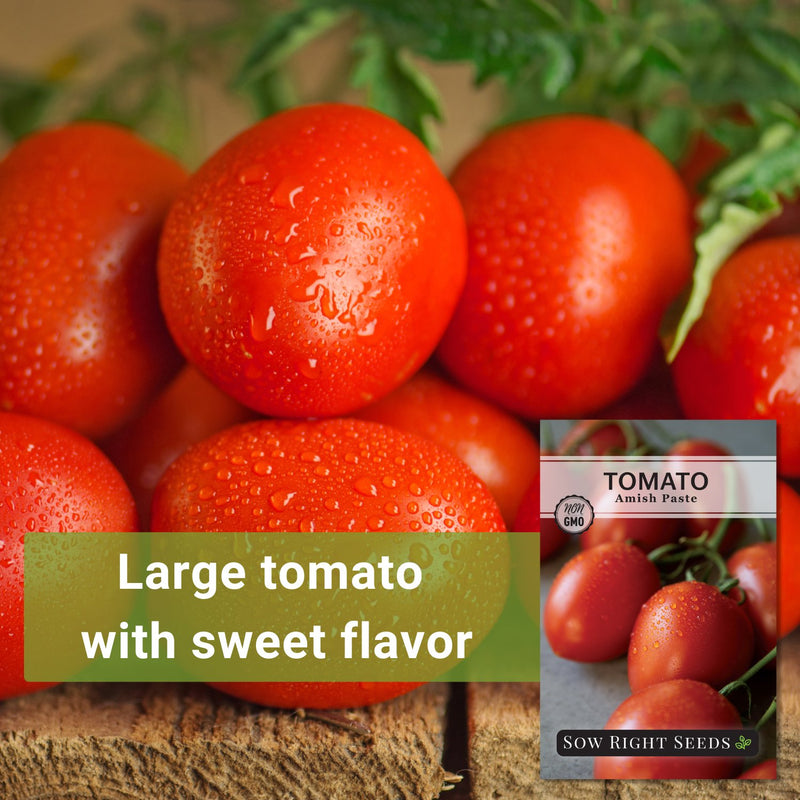 amish paste tomato seeds large tomato with sweet flavor