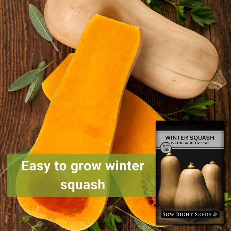 Pictorial Butternut Squash Waltham - Budget Seeds