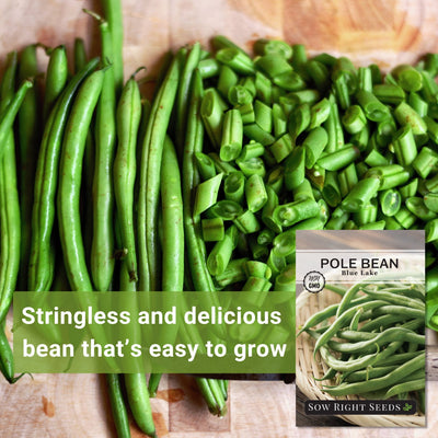 blue lake pole bean seeds stringless and delicious bean that's easy to grow
