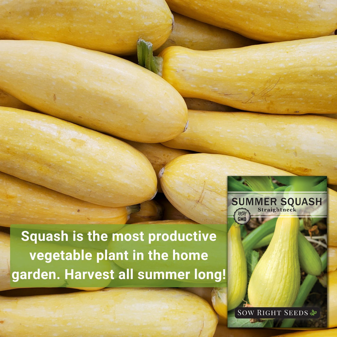 Sow Right Seeds - Straight Neck Yellow Summer Squash Seed for Planting