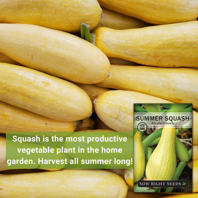 straightneck summer squash seeds most productive vegetable plant in the home garden harvest all summer long