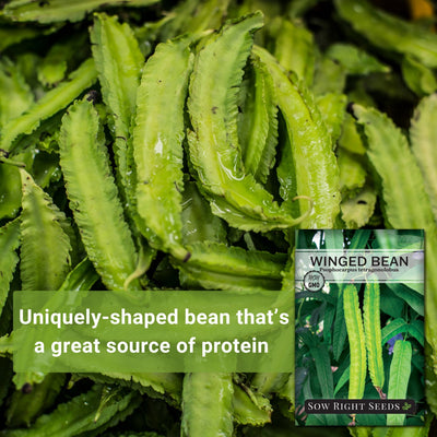 winged bean seeds uniquely-shaped bean that's a great source of protein