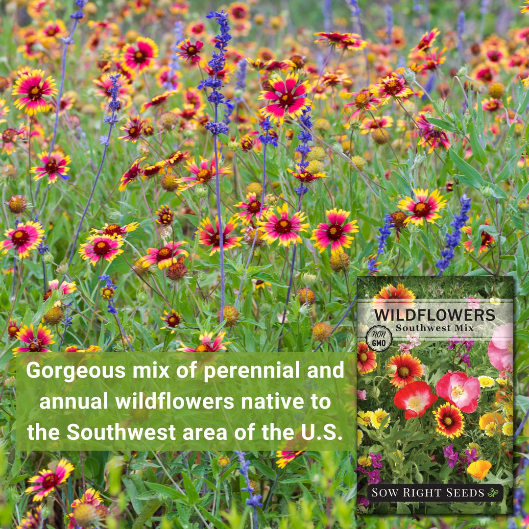 wildflower seeds annual Southwestern Mix Wildflower Seeds