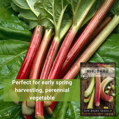 rhubarb victoria seeds perfect for early spring harvesting perennial vegetable