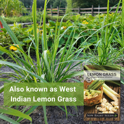also known as west indian lemon grass
