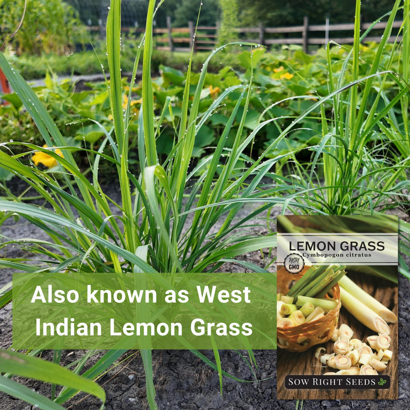 also known as west indian lemon grass