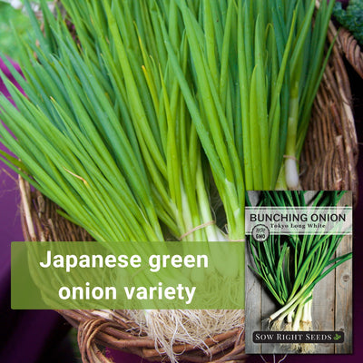 tokyo long white bunching onion seeds japanese green onion variety