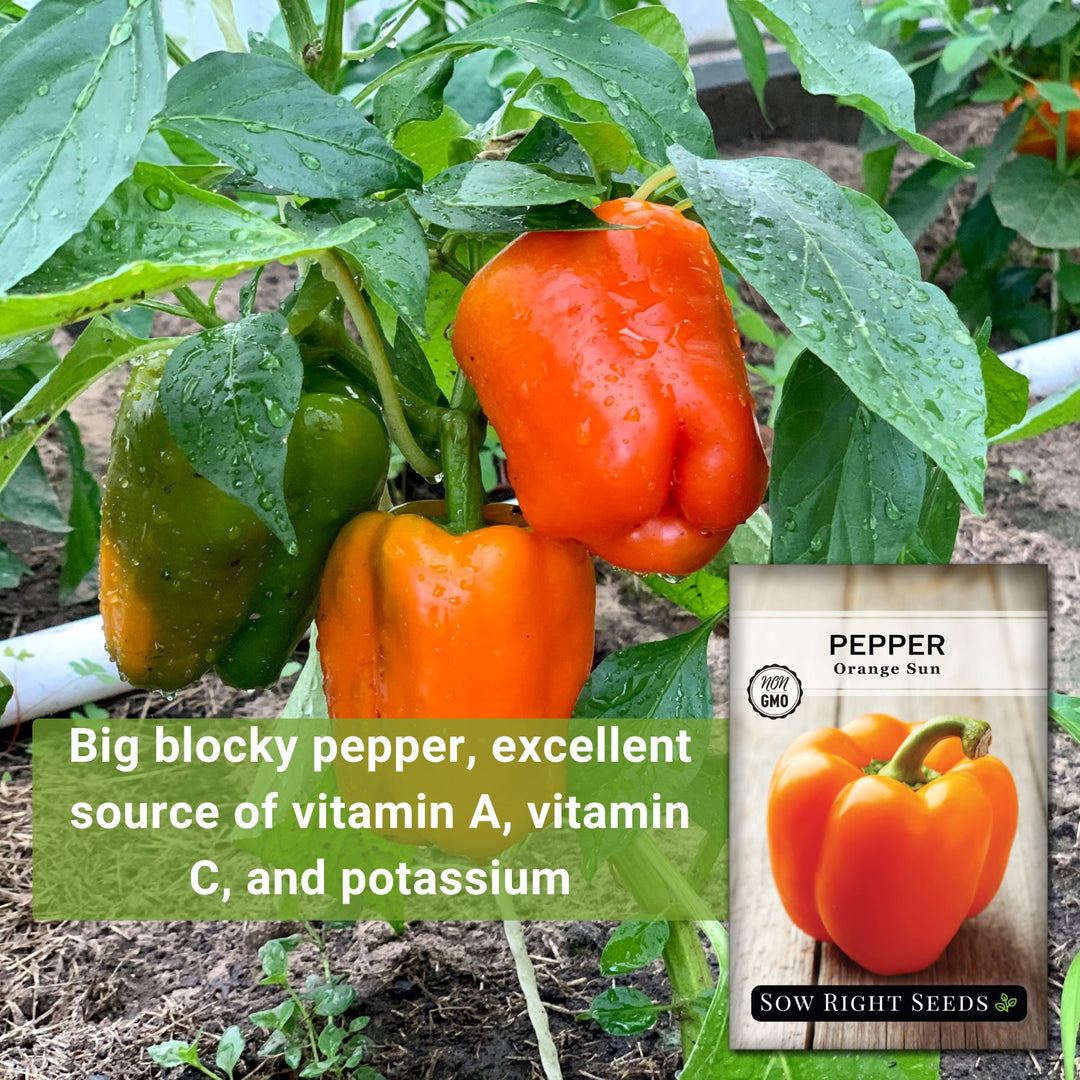 planting orange pepper seeds Sow Right Seeds - Orange Sun Pepper Seeds for Planting