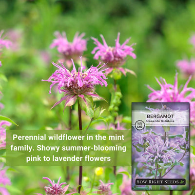 bergamot perennial wildflower in the mint family, show summer-blooming pink to lavender flowers
