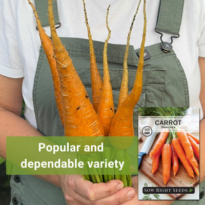 danvers carrot seeds popular and dependable variety