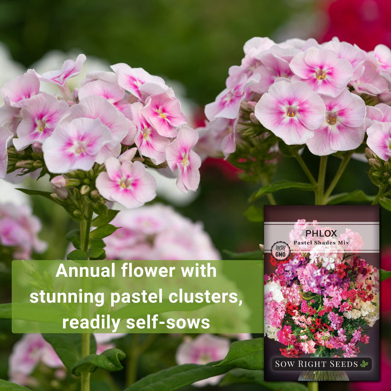 pastel shades mix phlox annual flower with stunning pastel clusters, readily self-sows