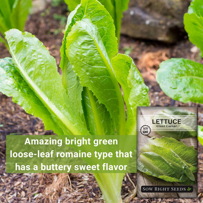 giant caesar lettuce amazing bright green loose leaf romaine type that has a buttery sweet flavor