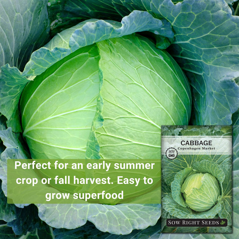 copenhagen market cabbage perfect for an early summer crop or fall harvest, easy to grow superfood