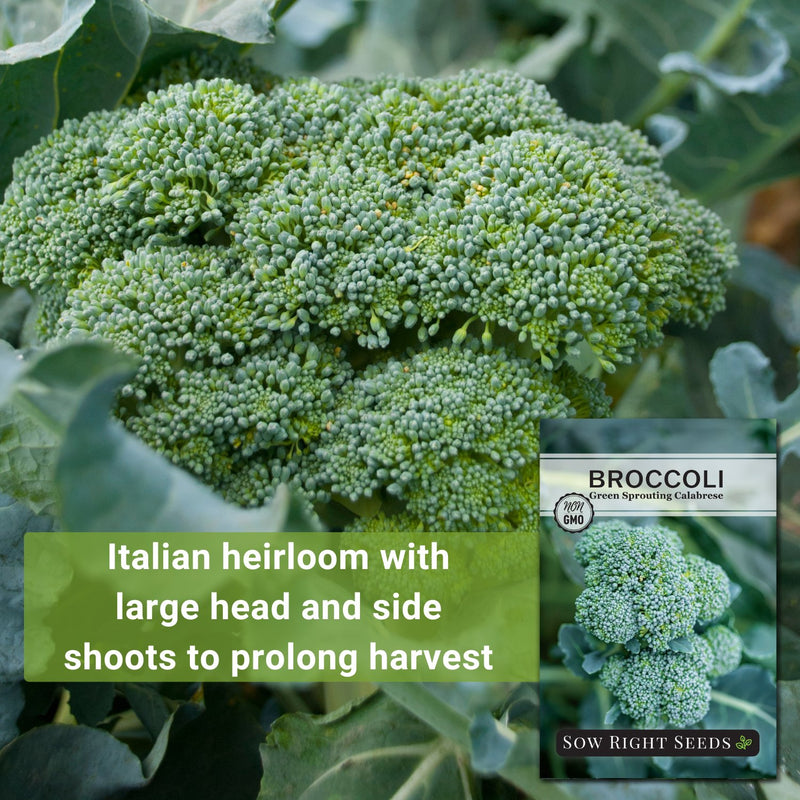 green sprouting calabrese broccoli seeds italian heirloom with large head and side shoots to prolong harvest