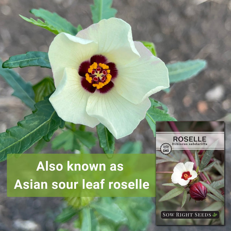 Roselle Seeds