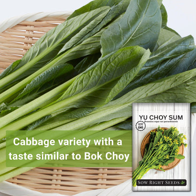 Yu Choy Sum Seeds