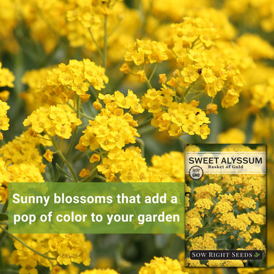 basket of gold sweet alyssum seeds sunny blossoms that add a pop of color to your garden