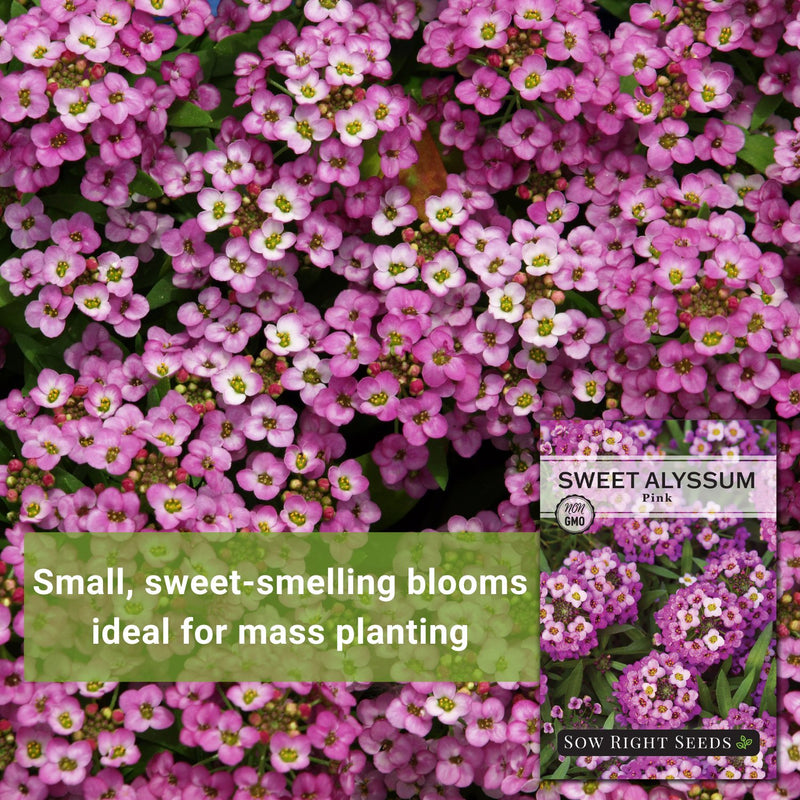 pink sweet alyssum seeds small sweet-smelling blooms ideal for mass planting