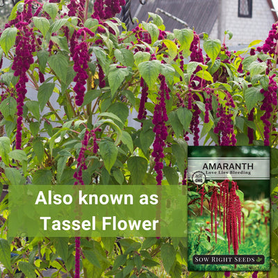 love lies bleeding amaranth seeds also known as tassel flower