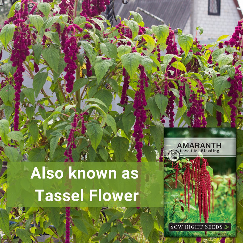 love lies bleeding amaranth seeds also known as tassel flower