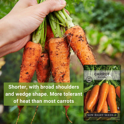 kuroda carrot shorter, with broad shoulders and wedge shape, more tolerant of heat than most carrots