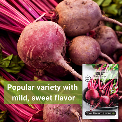 ruby queen beet seeds popular variety with mild sweet flavor