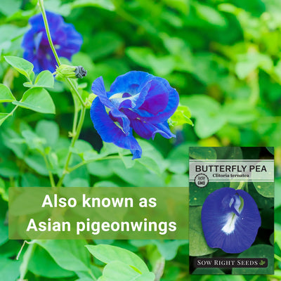 Butterfly Pea Seeds
