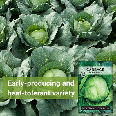 early round dutch cabbage seeds early-producing and heat-tolerant variety